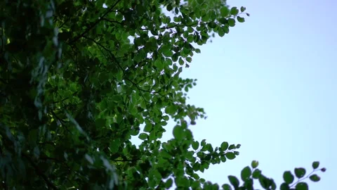 Leaves of trees, swirling camera, bottom view Stock Footage 141398434