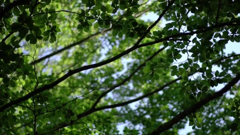 Leaves of trees, swirling camera, bottom view Stock Footage 141398460