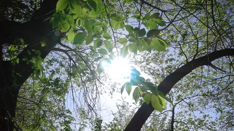 The leaves of the trees through the rays of the sun 스톡 동영상 107974135