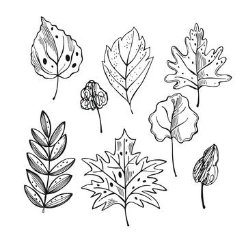 Leaves of trees. Vector  illustration. Illustrazione stock