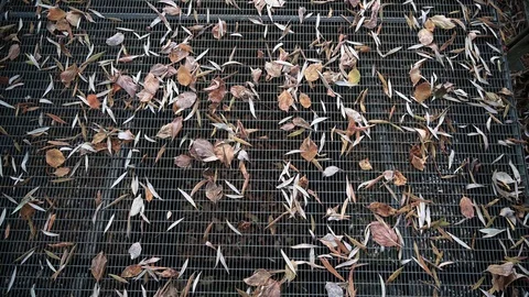 Leaves on a trellis 1 Stock Footage 120953312