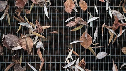 Leaves on a trellis Stock Footage 120953317