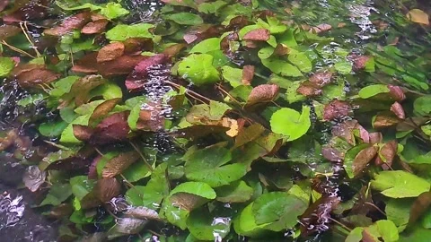 Leaves trembling in the flow of water Stock Footage 313052016
