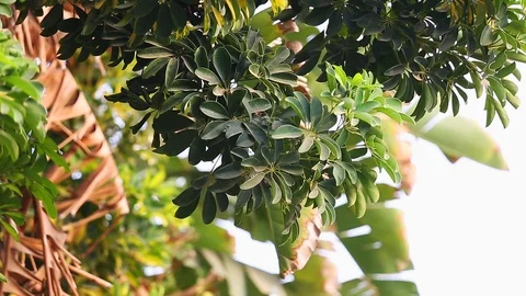 Leaves of tropical tree Video stock 93706505