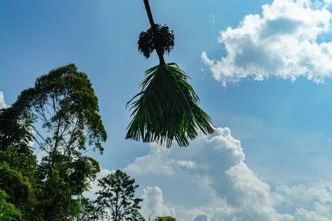 The leaves of a tropical tree hang down against the blue sky Stock Photos