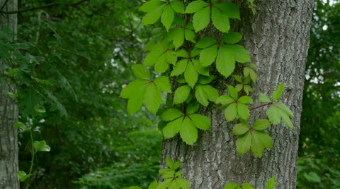 Leaves on trunk 4k Stock Footage 41634489