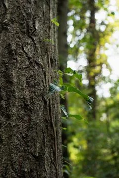 Leaves on the trunk of a tree Stock Photos