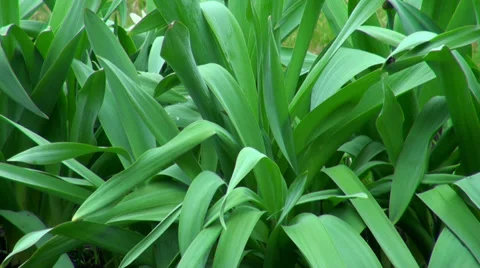 The leaves of the Tulip Stock Footage 37969650