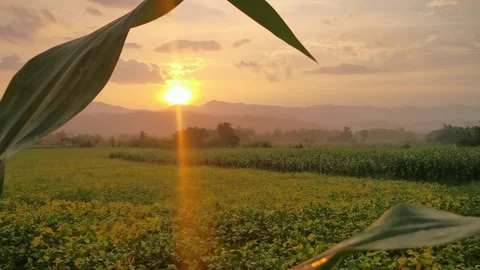 Leaves tunnel of Cornfields during sunset Stock Footage 171798045