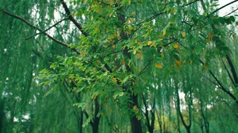 The leaves turn yellow Stock Footage 234054082