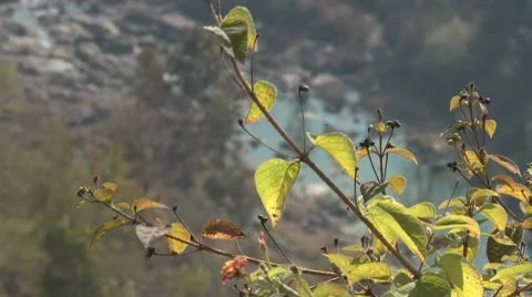 Leaves turning brown on branch Video stock 10787583