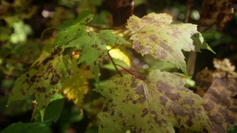 Leaves Turning to Fall Color Stock Footage 73076904