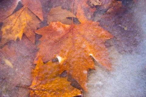 Leaves under the ice Foto stock