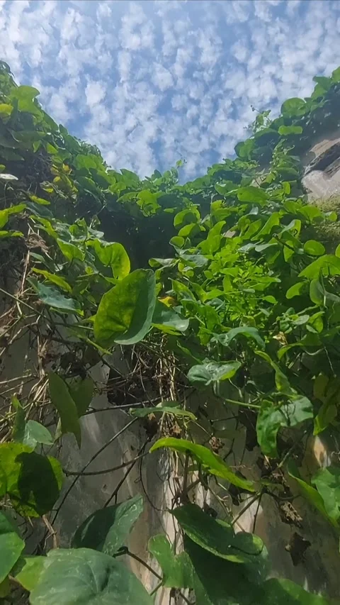 Leaves under Mammatus Clouds Stock Footage 303759349