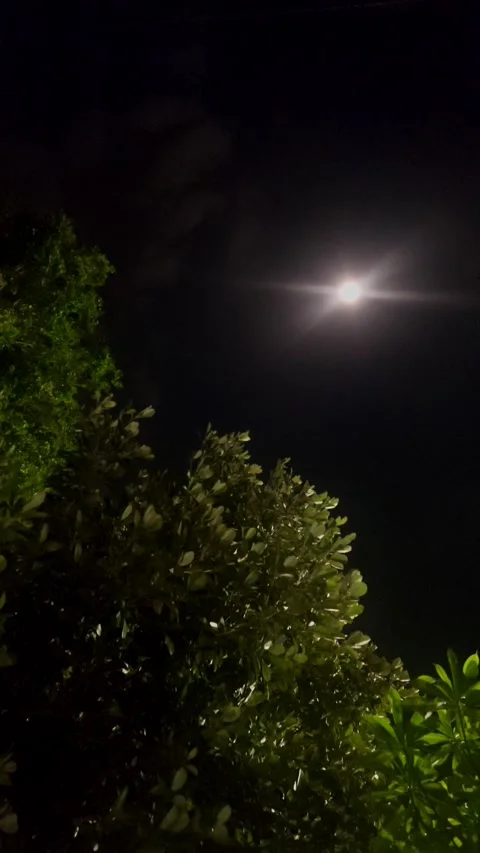 Leaves under Moonlight Video stock 284730952