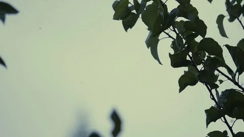 Leaves under the rain during a summer rainstorm Stock Footage 79713599