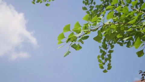 Leaves under the summer sun Stock Footage 292970166