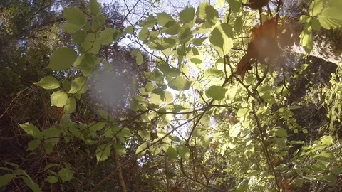 Leaves under the sun Stock Footage 105129301