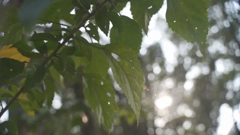 Leaves under the sun Video stock 125461825