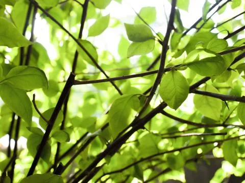LEAVES UNDER SUNLIGHT Stock Photos