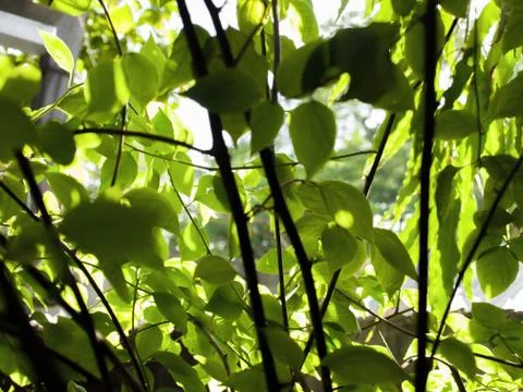 LEAVES UNDER SUNLIGHT Stock Photos