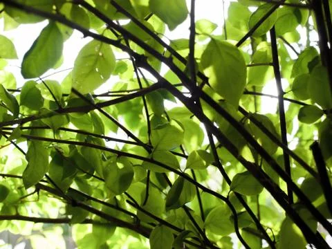 LEAVES UNDER SUNLIGHT Stock Photos