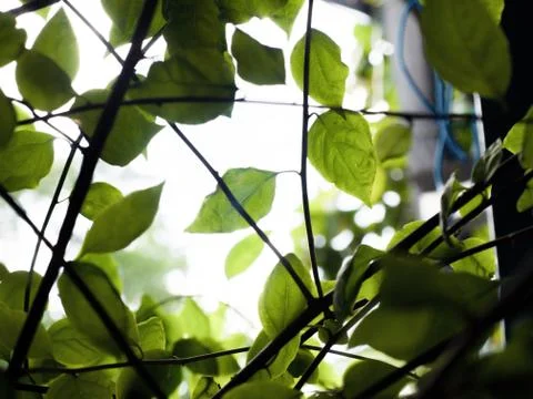 LEAVES UNDER SUNLIGHT Stock Photos