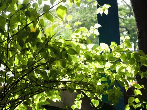 LEAVES UNDER SUNLIGHT Stock Photos
