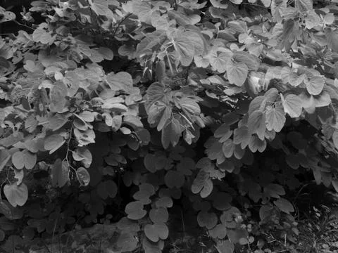 LEAVES UNDER SUNLIGHT Stock Photos