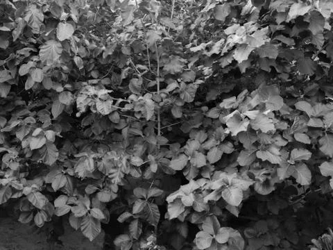 LEAVES UNDER SUNLIGHT Stock Photos