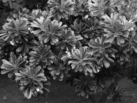 LEAVES UNDER SUNLIGHT Stock Photos