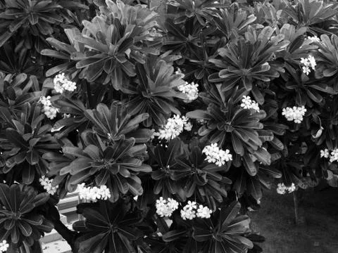 LEAVES UNDER SUNLIGHT Stock Photos
