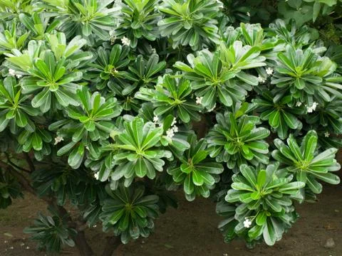 LEAVES UNDER SUNLIGHT Foto stock