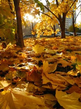Leaves under trees Stock-Fotos