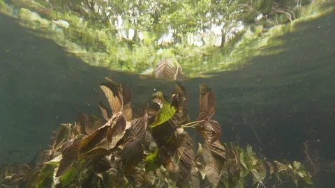 Leaves under the water and trees seen from below the surface, Albano lake, Italy Stock Footage 107654526