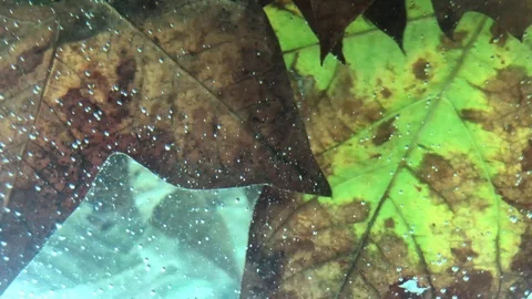 Leaves Underwater Stock Footage 98592065