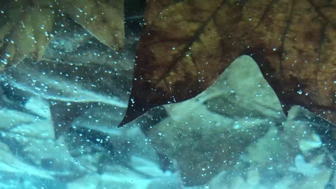 Leaves Underwater Stock Footage 98592071