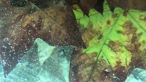 Leaves Underwater Stock Footage 98592389