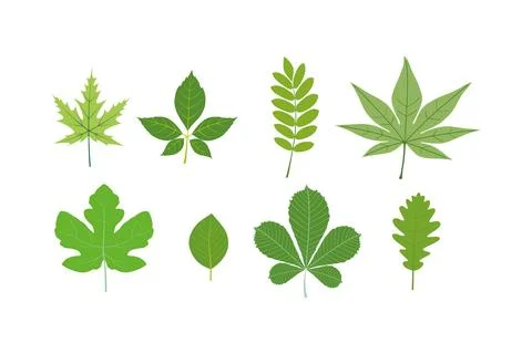 Leaves of various trees, grass leaves, foliage of natural branches, green leaves Stock Illustration