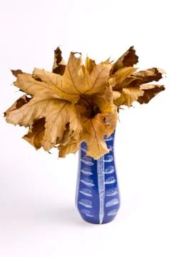 Leaves in a vase Stock Photos