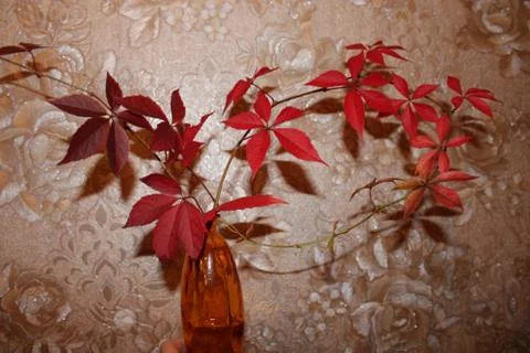 Leaves in a vase Stock Photos