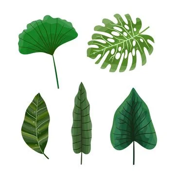 Leaves vector bundle set design illustration for ecology resources Stock Illustration
