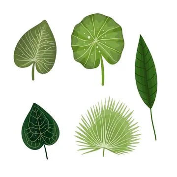 Leaves vector bundle set design illustration for ecology resources Stock Illustration