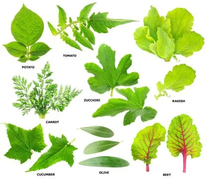 Leaves of  vegetable plants Stock Photos