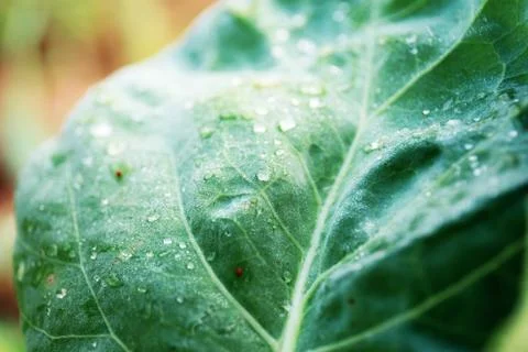 Leaves vegetable with texture. Stock Photos