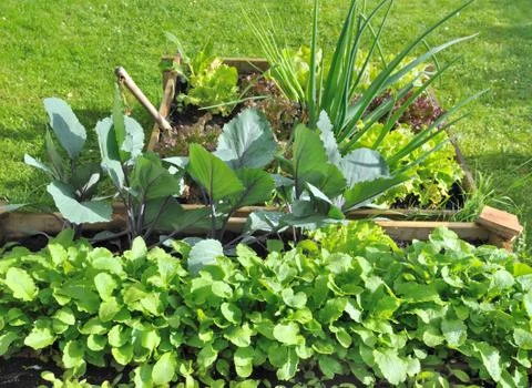 Leaves of vegetables in patch Stock-Fotos
