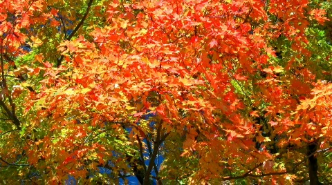 Leaves of vibrant fall colors Stock Footage 97252
