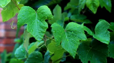 Leaves of vine Stock Footage 21261069