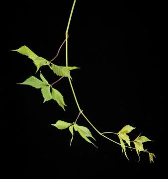 Leaves of vine Stock Photos