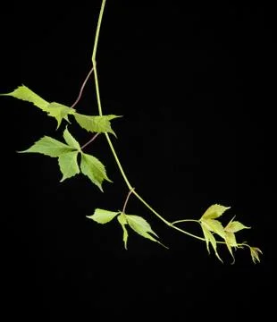 Leaves of vine Stock Photos